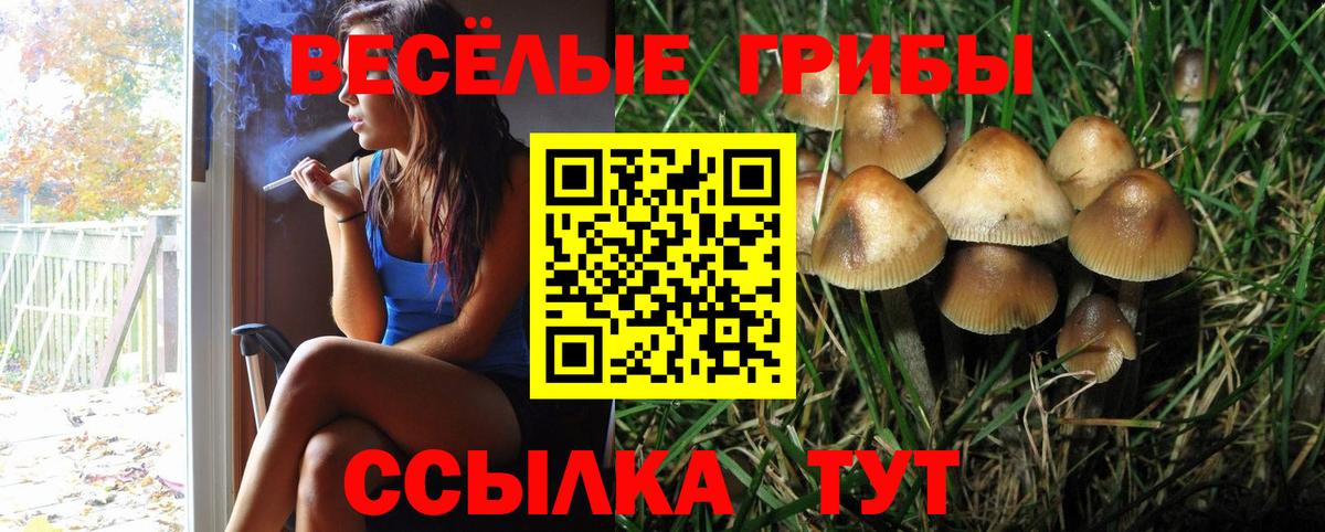Псилоцибиновые грибы мицелий Новоалександровск