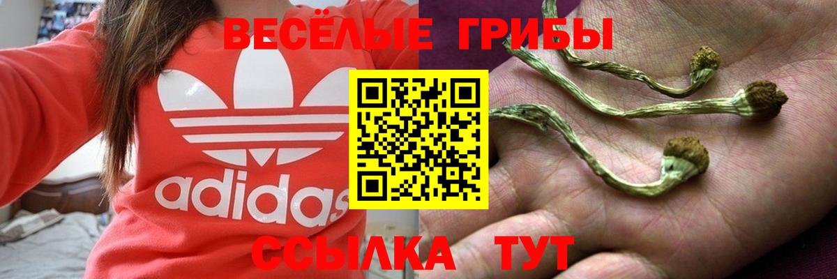 Новоалександровск  Галлюциногенные грибы мицелий  дарнет шоп  Вход с VPN 